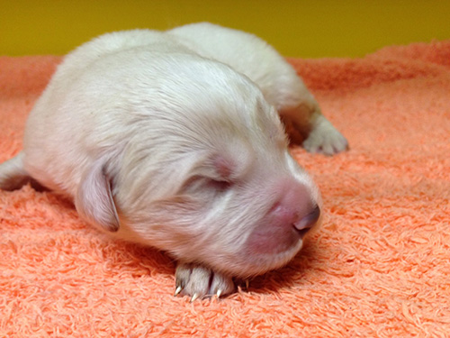 グレートピレニーズの子犬　ブリーダー 子犬専門　AngelWan 横浜