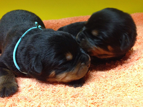 ロットワイラーの子犬 ブリーダー 子犬専門 AngelWan 横浜