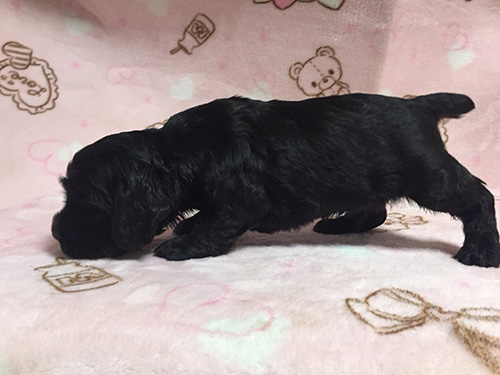 イングリッシュコッカースパニエル　ブリーダー 子犬専門　AngelWan 横浜