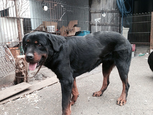 ロットワイラーの子犬　ブリーダー 子犬専門　AngelWan 横浜