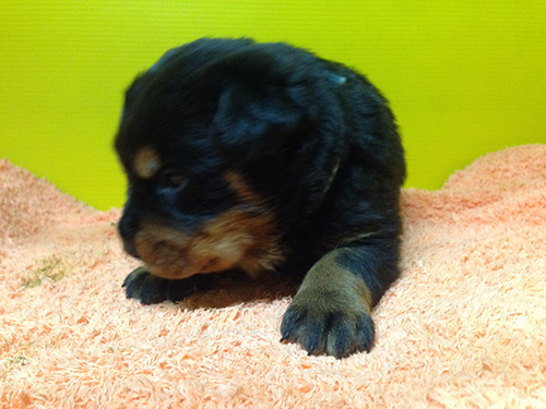 ロットワイラーの子犬 ブリーダー 子犬専門 AngelWan 横浜