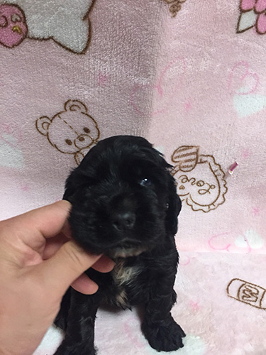 イングリッシュコッカースパニエル　ブリーダー 子犬専門　AngelWan 横浜