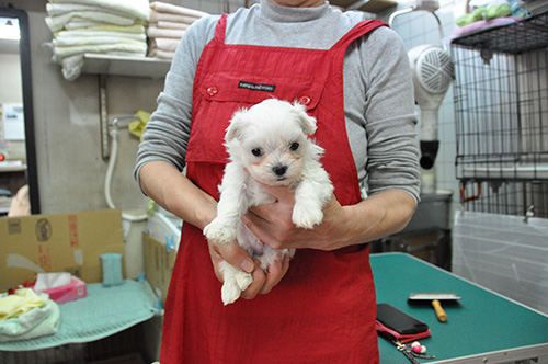 マルチーズの子犬　ブリーダー 子犬専門　AngelWan 横浜