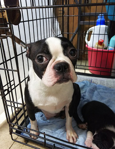 ボストンテリアの子犬　ブリーダー 子犬専門　AngelWan 横浜