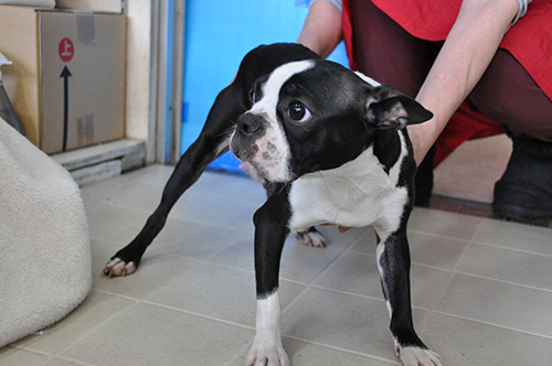 ボストンテリアの子犬　ブリーダー 子犬専門　AngelWan 横浜