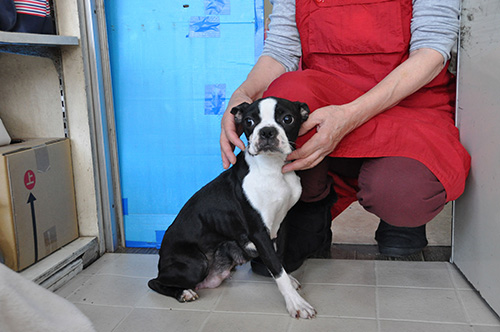 ボストンテリアの子犬　ブリーダー 子犬専門　AngelWan 横浜