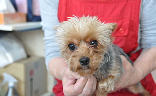 ヨークシャーテリアの子犬 ブリーダー 子犬専門 AngelWan 横浜
