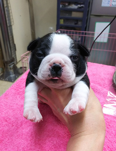 ボストンテリアの子犬　ブリーダー 子犬専門　AngelWan 横浜