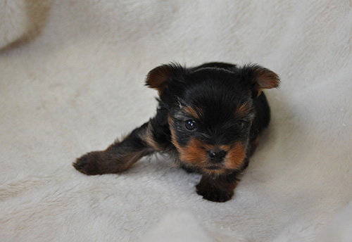 ヨークシャーテリアの子犬 ブリーダー 子犬専門 AngelWan 横浜