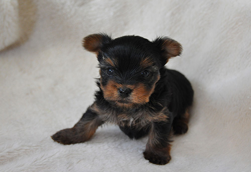 ヨークシャーテリアの子犬 ブリーダー 子犬専門 AngelWan 横浜