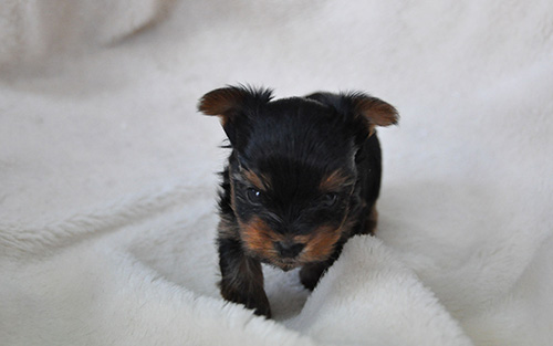 ヨークシャーテリアの子犬 ブリーダー 子犬専門 AngelWan 横浜