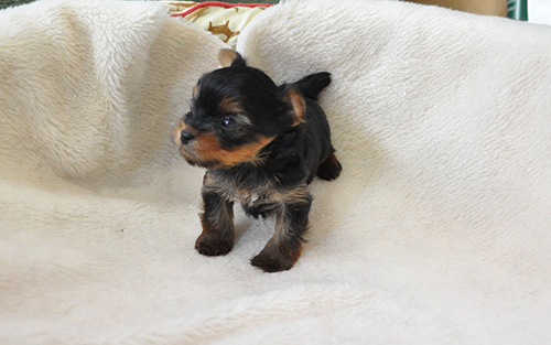 ヨークシャーテリアの子犬 ブリーダー 子犬専門 AngelWan 横浜