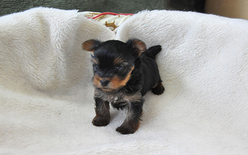 ヨークシャーテリアの子犬 ブリーダー 子犬専門 AngelWan 横浜