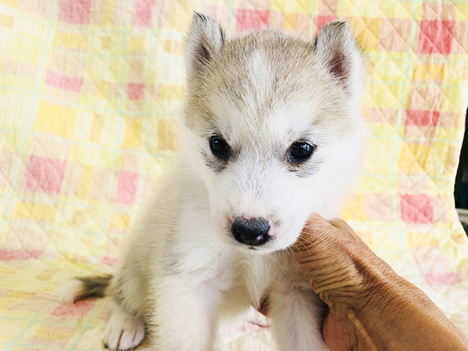 シベリアンハスキーの子犬 ブリーダー 子犬専門 AngelWan 横浜