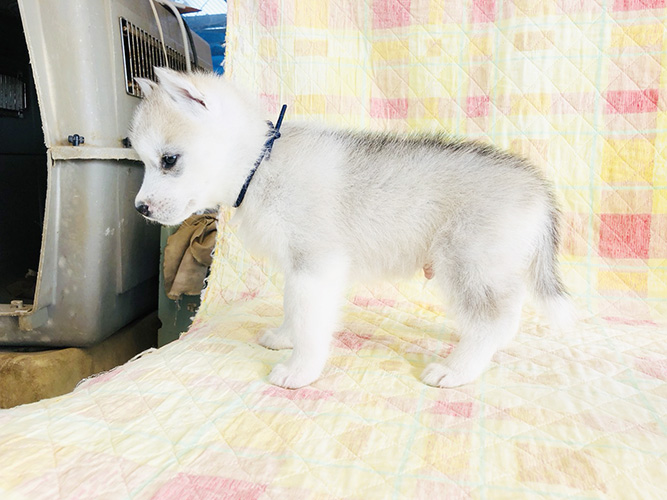 シベリアンハスキーの子犬 ブリーダー 子犬専門 AngelWan 横浜