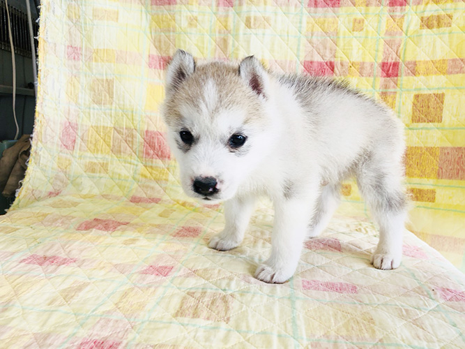 シベリアンハスキーの子犬 ブリーダー 子犬専門 AngelWan 横浜