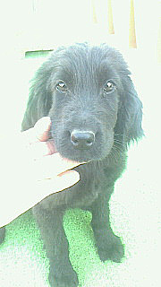 フラットコーテッドレトリバーの子犬　ブリーダー 子犬専門　AngelWan 横浜