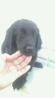 フラットコーテッドレトリバーの子犬　ブリーダー 子犬専門　AngelWan 横浜