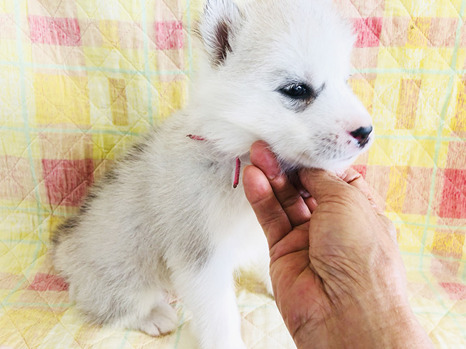 シベリアンハスキーの子犬 ブリーダー 子犬専門 AngelWan 横浜