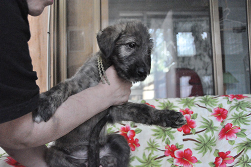 アイリッシュウルフハウンドの子犬 ブリーダー 子犬専門 AngelWan 横浜