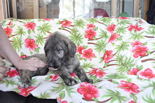 アイリッシュウルフハウンドの子犬 ブリーダー 子犬専門 AngelWan 横浜