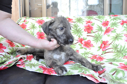 アイリッシュウルフハウンドの子犬 ブリーダー 子犬専門 AngelWan 横浜