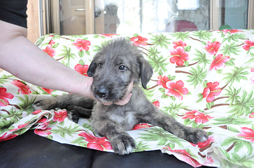 アイリッシュウルフハウンドの子犬 ブリーダー 子犬専門 AngelWan 横浜