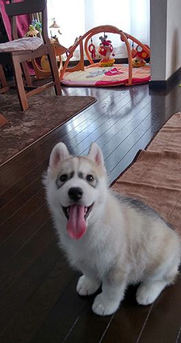 シベリアンハスキーの子犬　ブリーダー 子犬専門　AngelWan 横浜