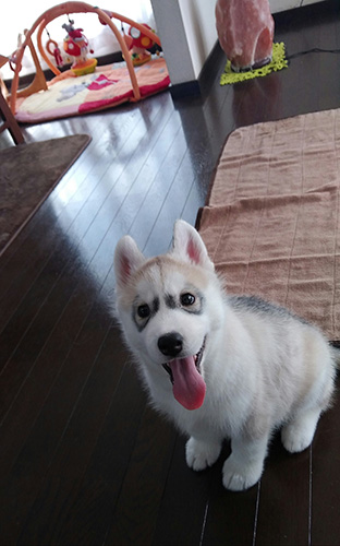 シベリアンハスキーの子犬　ブリーダー 子犬専門　AngelWan 横浜
