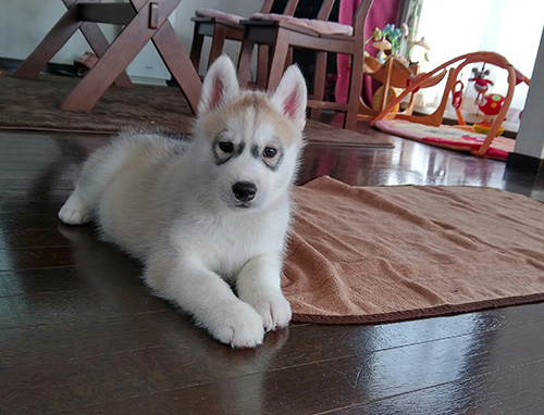 シベリアンハスキーの子犬　ブリーダー 子犬専門　AngelWan 横浜