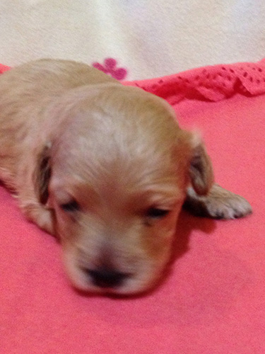 ダップーの子犬 ブリーダー 子犬専門 AngelWan 横浜