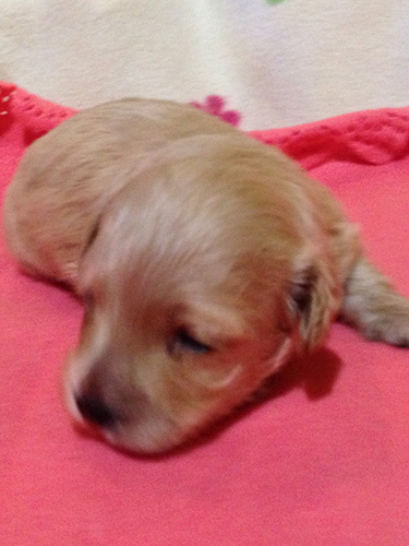 ダップーの子犬 ブリーダー 子犬専門 AngelWan 横浜