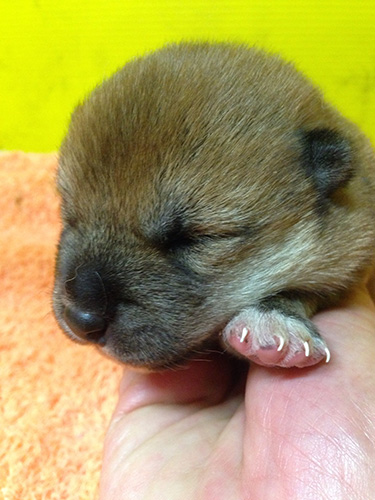 柴犬の子犬　ブリーダー 子犬専門　AngelWan 横浜