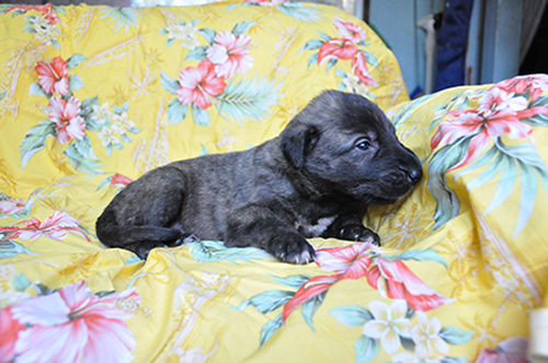 アイリッシュウルフハウンドの子犬 ブリーダー 子犬専門 AngelWan 横浜