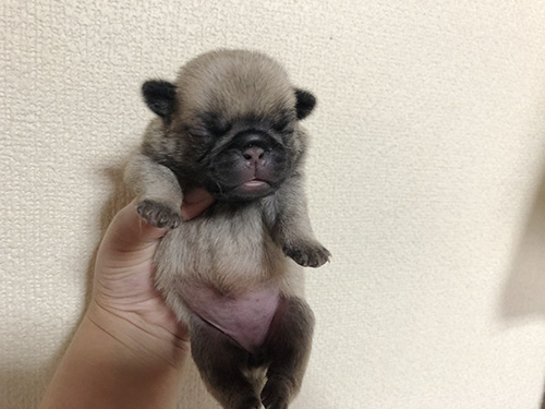 ★パグ子★ページ パグの子犬 AW154012-1-ブリーダーの子犬・子猫販売☆AngelWan☆