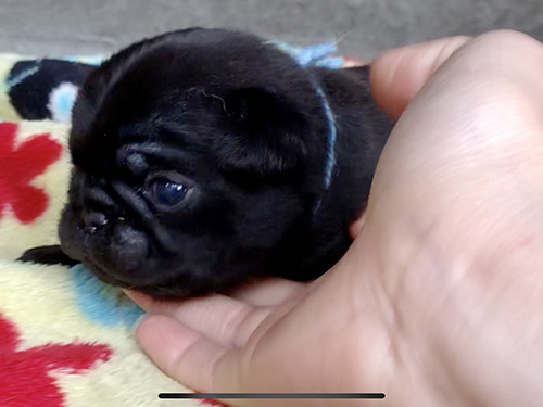 パグの子犬　ブリーダー 子犬専門　AngelWan 横浜