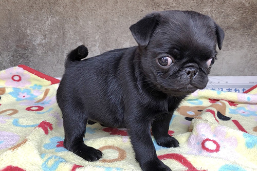 パグの子犬　ブリーダー 子犬専門　AngelWan 横浜