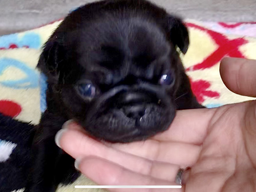 パグの子犬 ブリーダー 子犬専門 AngelWan 横浜