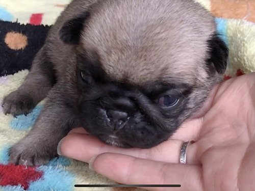パグの子犬　ブリーダー 子犬専門　AngelWan 横浜