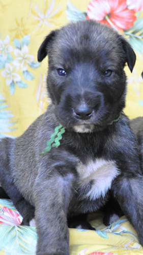 アイリッシュウルフハウンドの子犬　ブリーダー 子犬専門　AngelWan 横浜