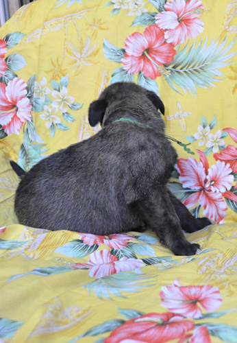 アイリッシュウルフハウンドの子犬　ブリーダー 子犬専門　AngelWan 横浜