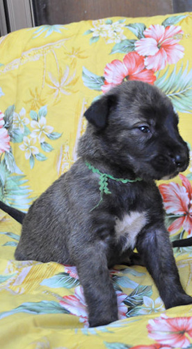 アイリッシュウルフハウンドの子犬　ブリーダー 子犬専門　AngelWan 横浜