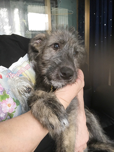 アイリッシュウルフハウンドの子犬 ブリーダー 子犬専門 AngelWan 横浜