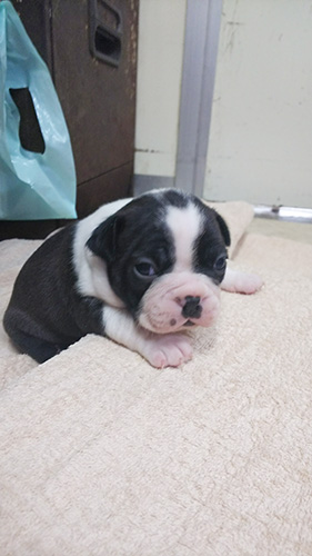 ボストンテリアの子犬　ブリーダー 子犬専門　AngelWan 横浜