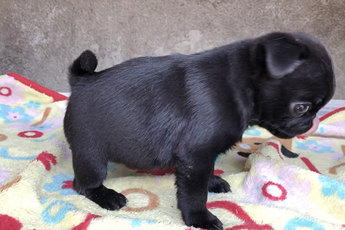 パグの子犬　ブリーダー 子犬専門　AngelWan 横浜