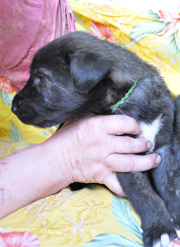 アイリッシュウルフハウンドの子犬　ブリーダー 子犬専門　AngelWan 横浜