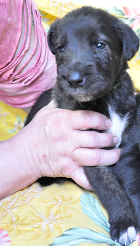 アイリッシュウルフハウンドの子犬　ブリーダー 子犬専門　AngelWan 横浜