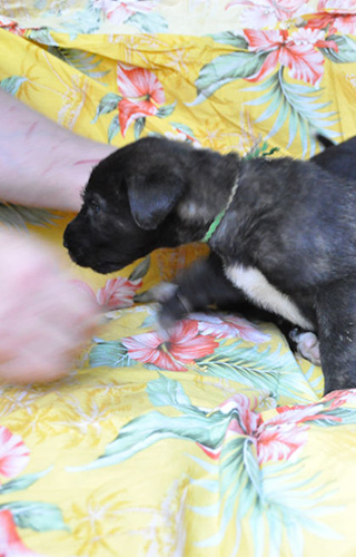 アイリッシュウルフハウンドの子犬　ブリーダー 子犬専門　AngelWan 横浜