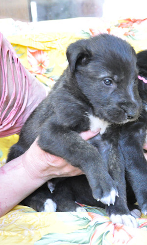 アイリッシュウルフハウンドの子犬　ブリーダー 子犬専門　AngelWan 横浜