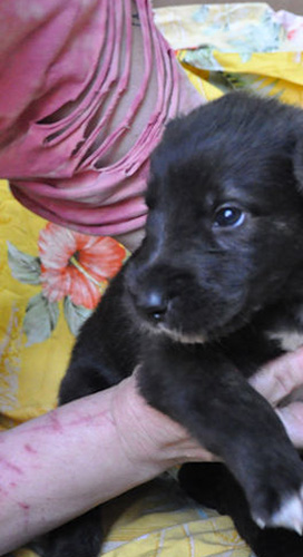 アイリッシュウルフハウンドの子犬　ブリーダー 子犬専門　AngelWan 横浜